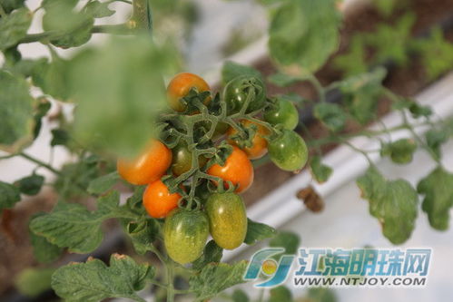 筑牢食安防线 南通“一票通”守护百姓“菜篮子”